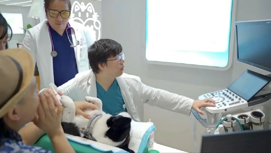 漫走設(shè)計 | 解鎖第13屆深圳國際寵物展 共探寵業(yè)新未來